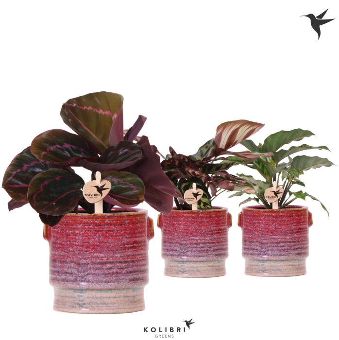 Kolibri Greens Calathea mix in Aura pot, D 9
