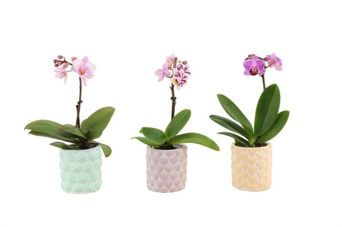 3D p06 keramiek mix Phal Tiny Dolls mix 1T07+ Aqu@, D 6