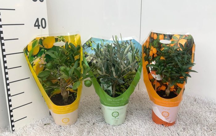Algarve Mix Citrus & Olea mini-stem carry-bag, D 12