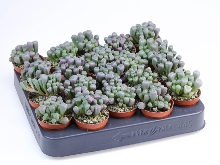 Fenestraria rhopalophylla, D 5,5