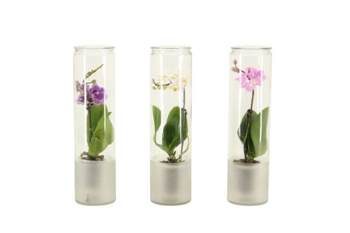 Glas cilinder frosted Phal Tiny Dolls mix 1T07+ Aqu@, D 6