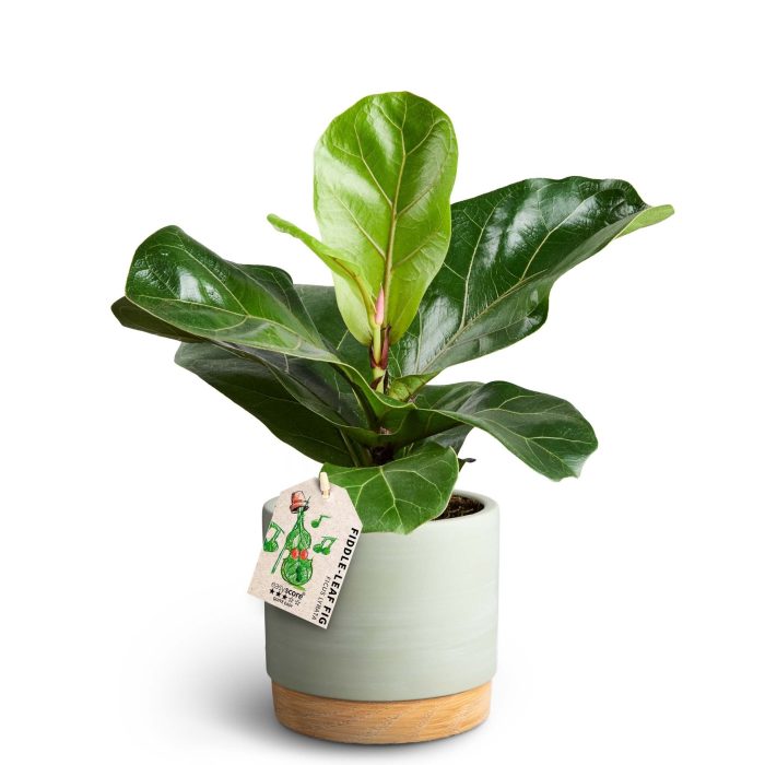 Woodbase Green, Ficus lyrata, D 12