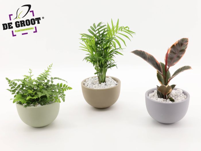 Arrangement gemengd in schaal, D 19