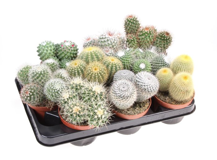 Cactus bol mix, D 10,5