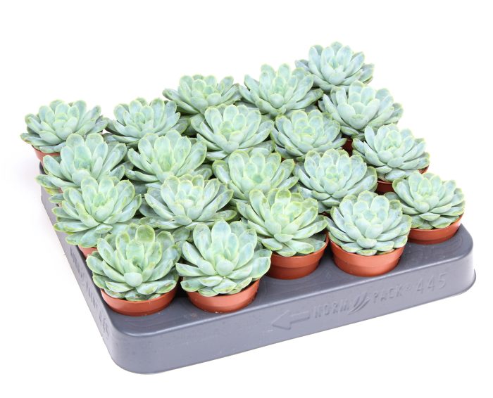 Echeveria elegans, D 5,5