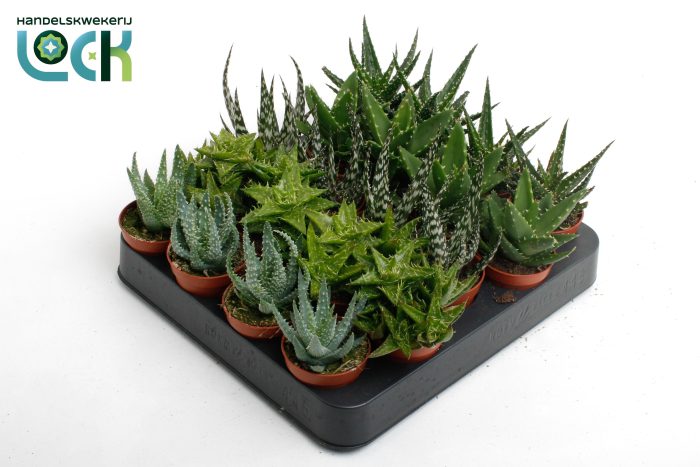Aloe Mix, D 5,5