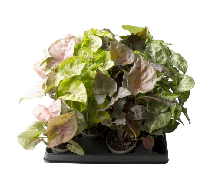 Syngonium Mix, D 6