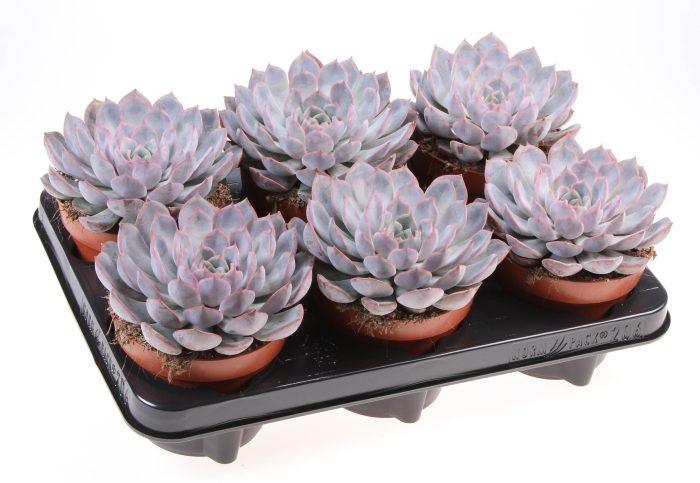 Echeveria Summer, D 12