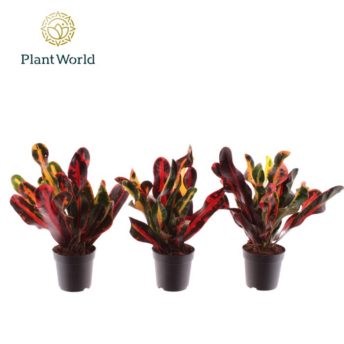 Croton Mammi kopstek 7 cm, D 7