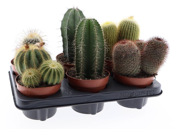 Cactus canaray mix, D 12