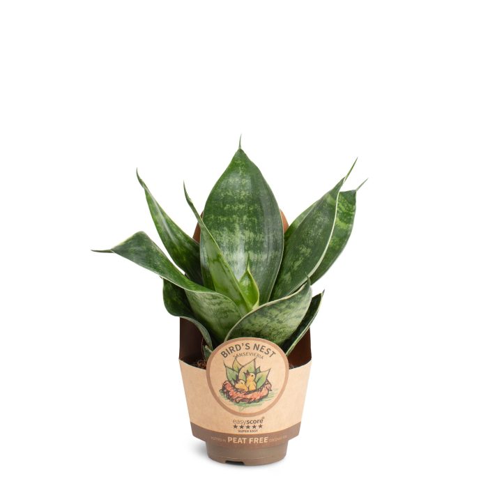 Sansevieria Hahnii Green, D 6