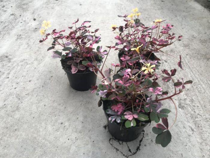 OXALIS VULCANICOLA 'CRAZY PLUM', D 10