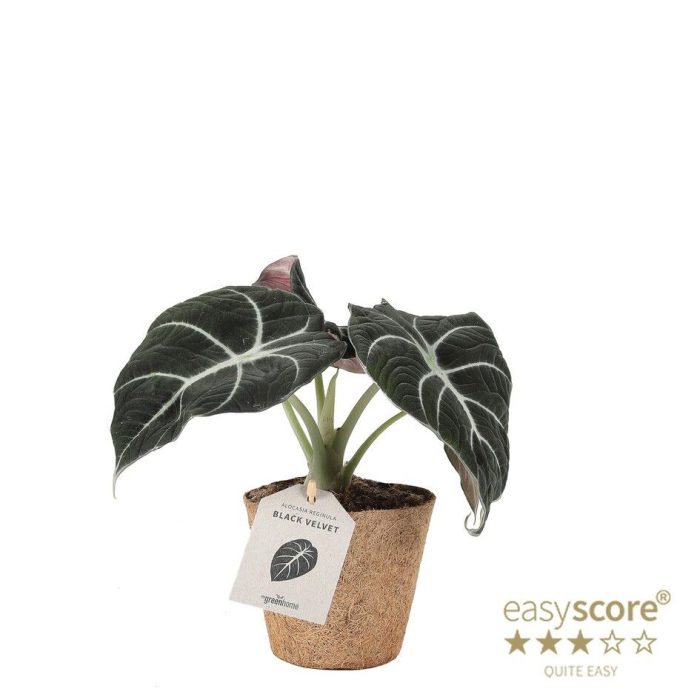 Alocasia ´Black Velvet´ - COCOZ, D 11