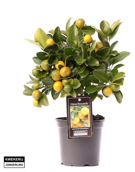 Citrus Calamondin op stam, D 12