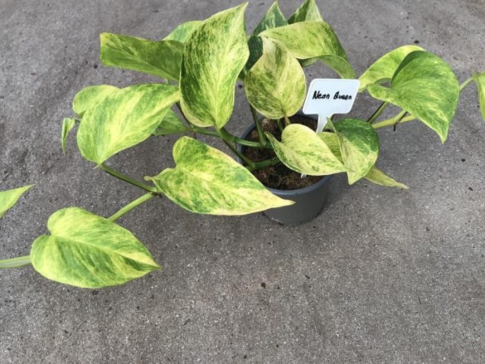 EPIPREMNUM PINNATUM 'NEON QUEEN', D 12