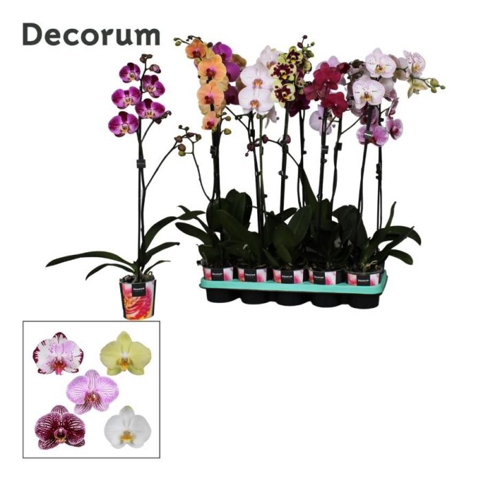 Phalaenopsis 1 tak Decorum 9+ bloem 75cm mix, D 12