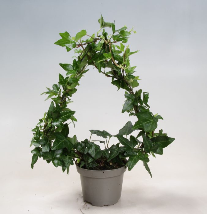 Hedera Helix Christmas tree 9 cm, D 9
