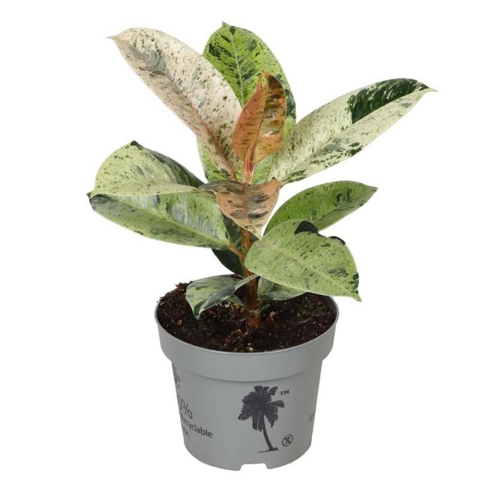FICUS ELASTICA 'Schriverijana', D 12