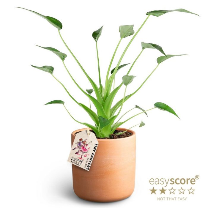 Raw Terracotta, Alocasia ´Tiny Dancers´ ®, D 12