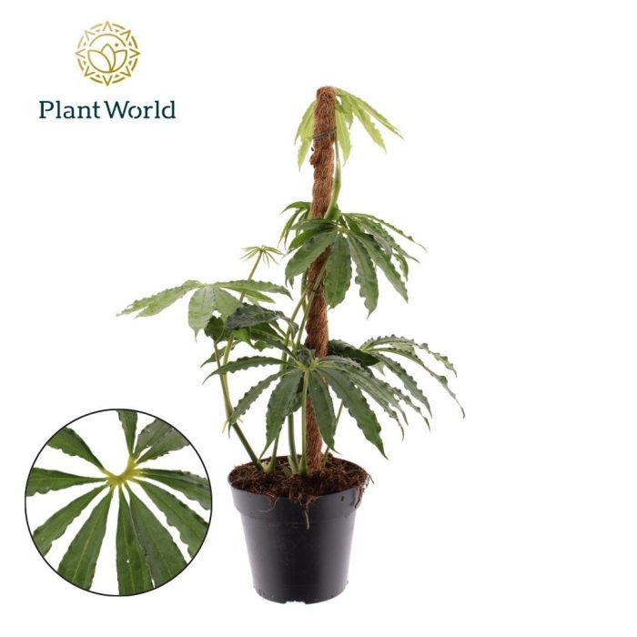 Anthurium polyschistum Mosstok, D 12