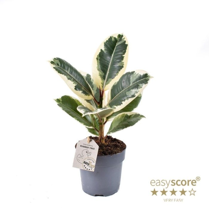 FICUS ELASTICA 'TINEKE', D 11