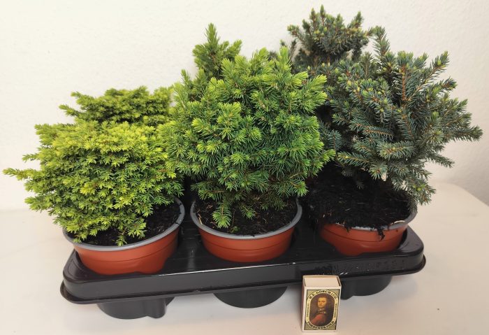 DWARF MIX, D 13