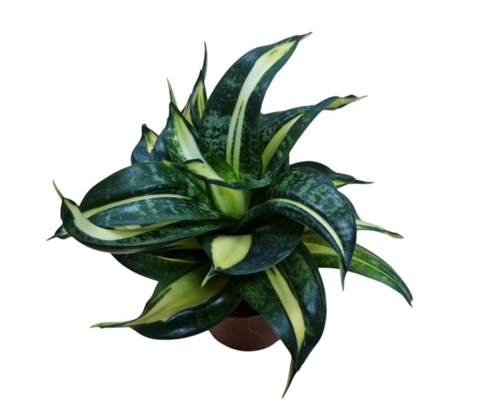 Sansevieria Spiral Star 9 cm, D 9