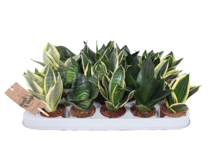 Sansevieria Hahnii Mix, D 6