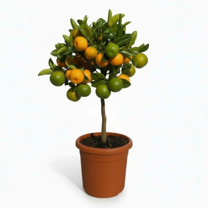 Citrus calamondin "op stam", D 15