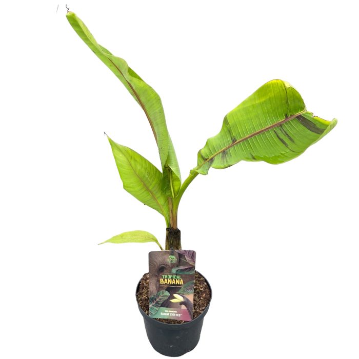 Tropical Banana | Musa sikkimensis 'Ever Red'®, D 19