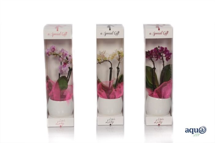 Giftbox Lisa p06 bolpot white Phal Tiny Dolls mix 2T10+ Aqu@, D 6