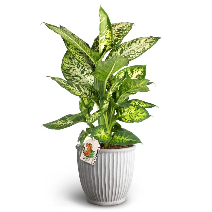 Athena Sand, Dieffenbachia ´Subliem´, D 19