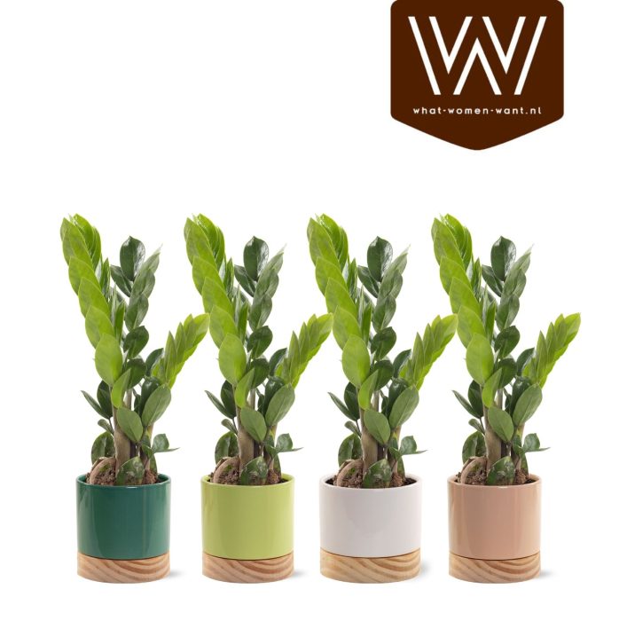 Zamioculcas in pot Emma met houten voet, D 10,5