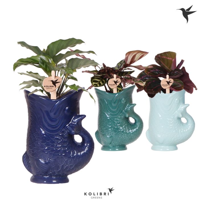 Kolibri Greens Calathea mix in Fish pot blue mix, D 9