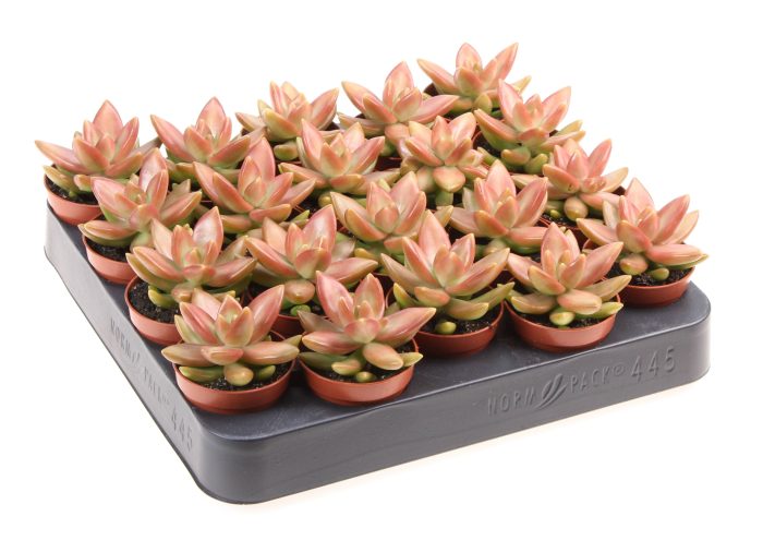 Sedum nussbaumerianum, D 5,5