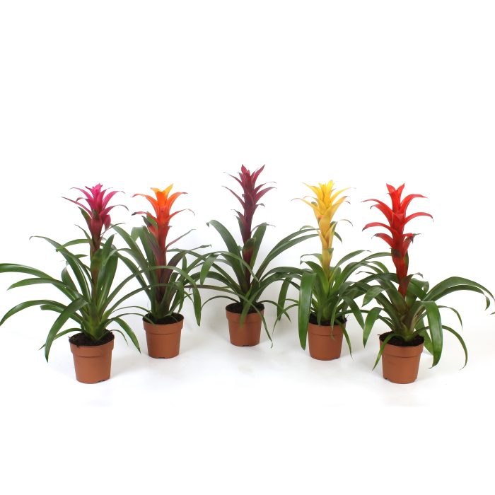 Guzmania gemengd, D 12