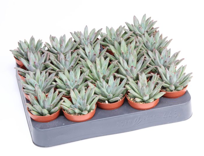 Echeveria hookerii, D 5,5