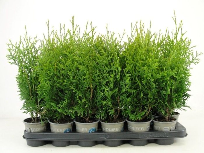Thuja occidentalis 'King of Brabant' PBR, D 9