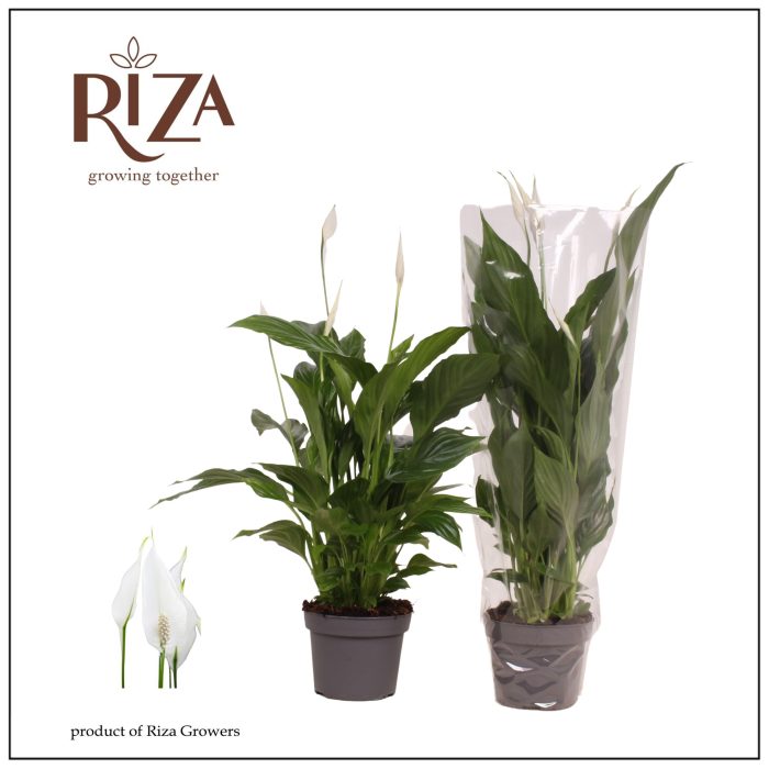 Spathiphyllum Strauss - 13 cm, D 13