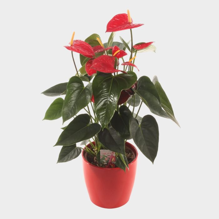Easy Red P17 Ceramic., D 17