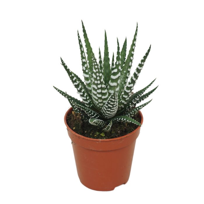 Haworthia big band 5,5 cm, D 5,5