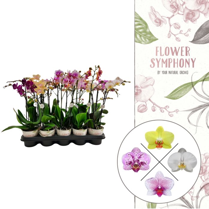 Flower Symphony | Mix | Phalaenopsis 2 spike, D 12