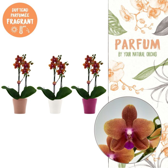 Parfum | Bolgheri in Anna Bolgheri pot | Phalaenopsis 2 spike, D 12