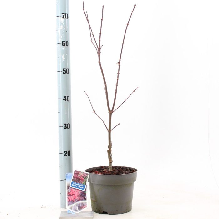 Acer pal. 'Skeeters Broom', D 19