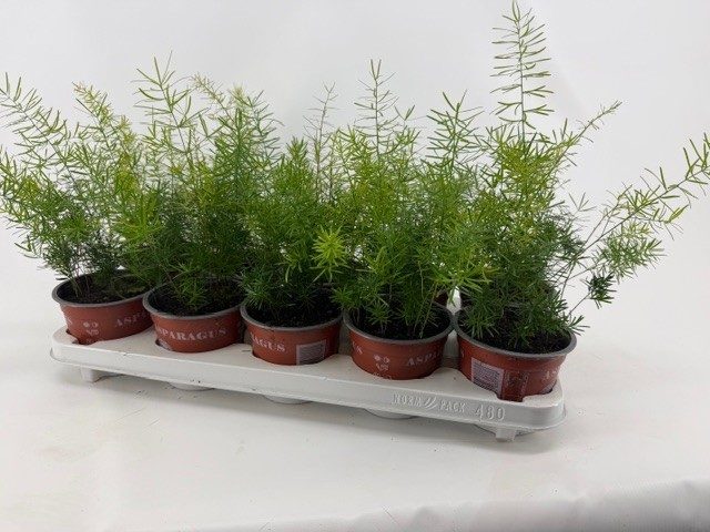 Asparagus Sprengeri, D 12