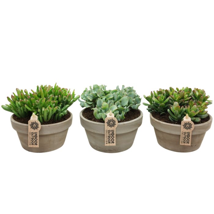 Crassula groep in 17 cm 'Grijze Schaal', D 17
