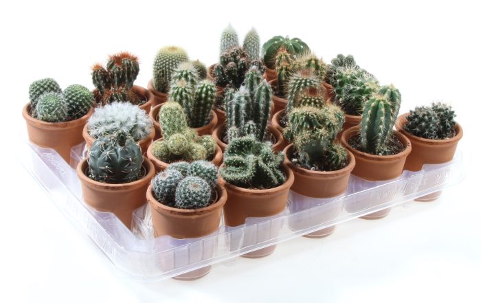 Cactus rozenpot, D 7