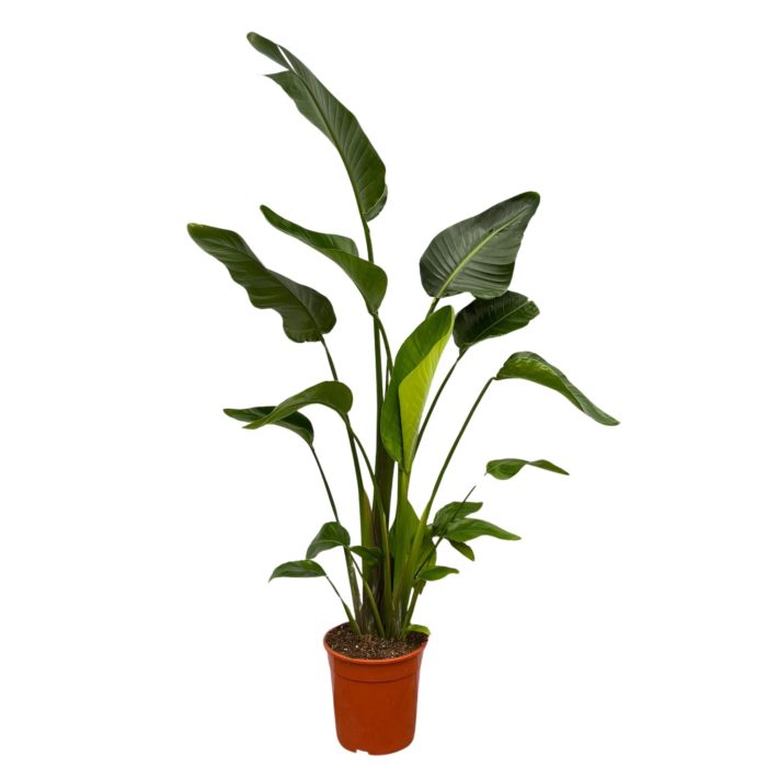 Strelitzia Nicolai - 150cm, D 24