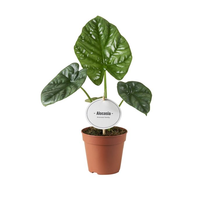 Alocasia Lukiwan, D 12