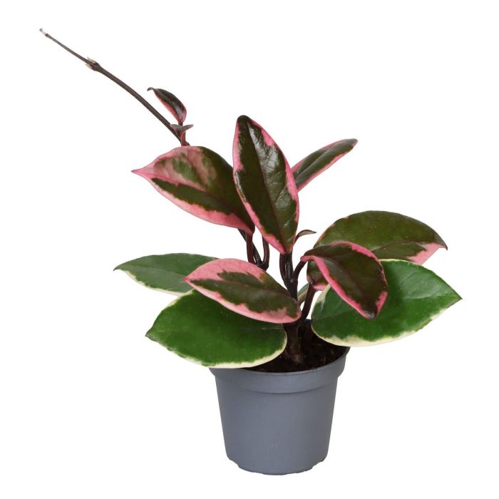 Hoya Flamingo Dream 6 cm, D 6